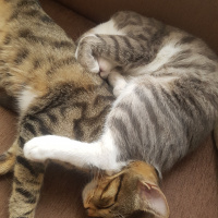 Tekir Kedi, Kedi  Haylaz ve sari fotoğrafı