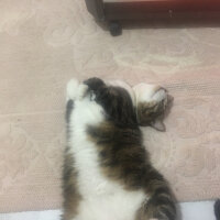 Tekir Kedi, Kedi  Ares fotoğrafı