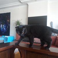 British Shorthair, Kedi  Asit fotoğrafı