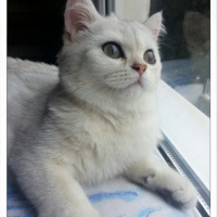British Shorthair, Kedi  PAMUK fotoğrafı