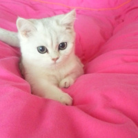British Shorthair, Kedi  PAMUK fotoğrafı