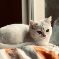 British Shorthair, Kedi  PAMUK fotoğrafı