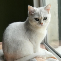 British Shorthair, Kedi  PAMUK fotoğrafı