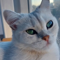 British Shorthair, Kedi  PAMUK fotoğrafı