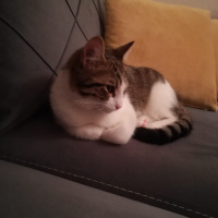Tekir Kedi, Kedi  frida fotoğrafı