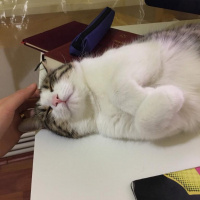 Tekir Kedi, Kedi  frida fotoğrafı