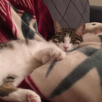 Tekir Kedi, Kedi  frida fotoğrafı