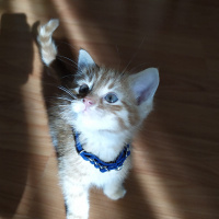 Sarman, Kedi  şimşek zımbo fotoğrafı