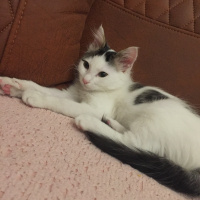 Tekir Kedi, Kedi  maya fotoğrafı