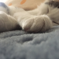 Tekir Kedi, Kedi  maya fotoğrafı