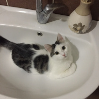 Tekir Kedi, Kedi  maya fotoğrafı