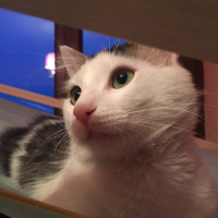 Tekir Kedi, Kedi  maya fotoğrafı