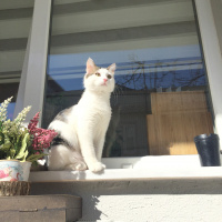 Tekir Kedi, Kedi  maya fotoğrafı
