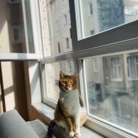 Tekir Kedi, Kedi  Matiloş fotoğrafı