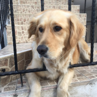 Golden Retriever, Köpek  Sirince fotoğrafı