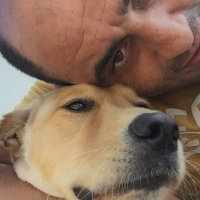 Golden Retriever, Köpek  Sirince fotoğrafı