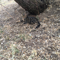 Tekir Kedi, Kedi  Tarçın fotoğrafı