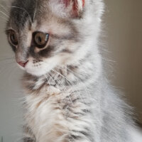 Norwegian Forest, Kedi  Sakız fotoğrafı