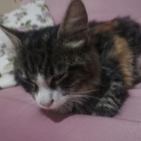 Tekir Kedi, Kedi  Badem fotoğrafı