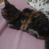 Tekir Kedi, Kedi  Badem fotoğrafı