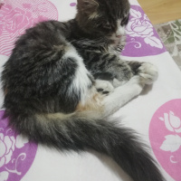 Tekir Kedi, Kedi  Badem fotoğrafı