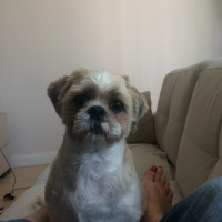 Shih Tzu, Köpek  bucur fotoğrafı