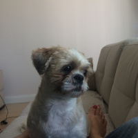 Shih Tzu, Köpek  bucur fotoğrafı