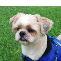 Shih Tzu, Köpek  bucur fotoğrafı