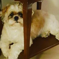 Shih Tzu, Köpek  bucur fotoğrafı