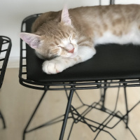 Tekir Kedi, Kedi  Fio fotoğrafı