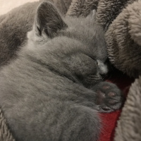 British Shorthair, Kedi  Winnie fotoğrafı