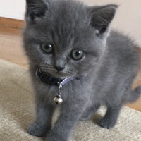 British Shorthair, Kedi  Winnie fotoğrafı