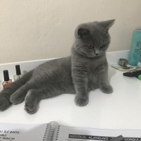 British Shorthair, Kedi  Winnie fotoğrafı