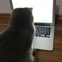British Shorthair, Kedi  Winnie fotoğrafı