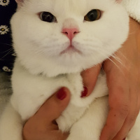 British Shorthair, Kedi  Karamel fotoğrafı