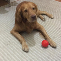 Golden Retriever, Köpek  Bakers fotoğrafı