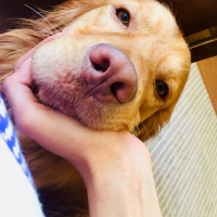 Golden Retriever, Köpek  Bakers fotoğrafı
