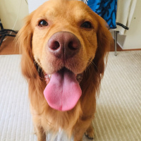 Golden Retriever, Köpek  Bakers fotoğrafı