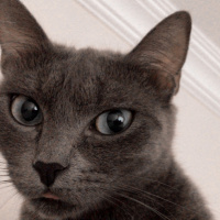Mavi Rus, Kedi  Hera fotoğrafı