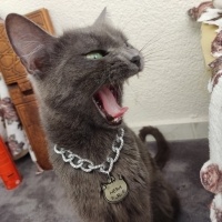 Mavi Rus, Kedi  Hera fotoğrafı