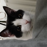 Tuxedo (Smokin) Kedi, Kedi  Balım fotoğrafı