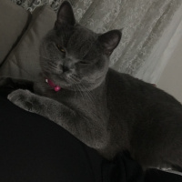 British Shorthair, Kedi  Pia fotoğrafı