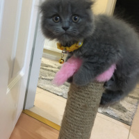 British Shorthair, Kedi  Pia fotoğrafı