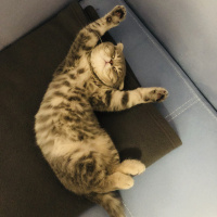 Scottish Fold, Kedi  Suşi fotoğrafı