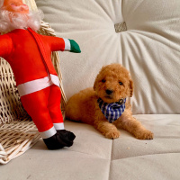 Poodle (Minyatür Kaniş), Köpek  Alesta fotoğrafı