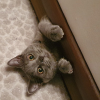 British Shorthair, Kedi  Patron fotoğrafı