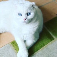 Scottish Fold, Kedi  boncuk fotoğrafı