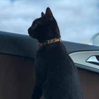 Siyam Kedisi, Kedi  KARAM fotoğrafı