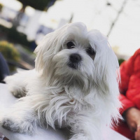 Maltese, Köpek  Nada fotoğrafı