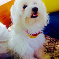 Maltese, Köpek  Nada fotoğrafı